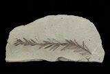 Metasequoia (Dawn Redwood) Fossil - Montana #79556-1